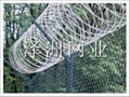 Barbed Wire 5