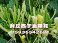  封丘金银花苗 1