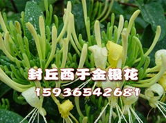  封丘金银花苗