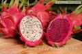 Dragon fruit 1