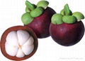 mangosteen 1