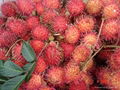 rambutan 1