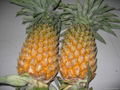 pineapple