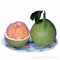 pomelo 2