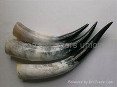 raw cow horn