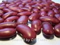 kidney beans