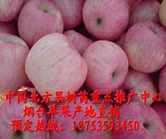 烟台红富士苹果