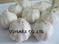 White garlic 1