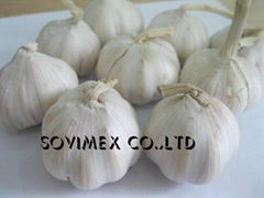 White garlic