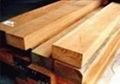 hard eucalyptus  timber  for sale