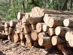 sapelli timber for sale