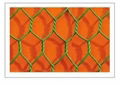 Hexagonal wire netting 1