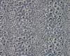 Sell pigment leopard printed denim for