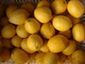 Lemon 1