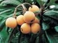 Loquat