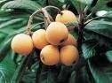 Loquat