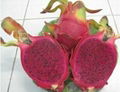 Fresh dragon fruit