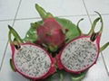 Dragon fruit