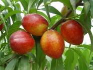 Fresh nectarine