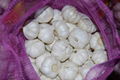 fresh white garlic 1