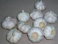 fresh white garlic 2