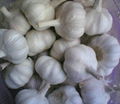 fresh white garlic 3