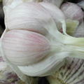 fresh white garlic 5