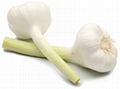 fresh white garlic 1