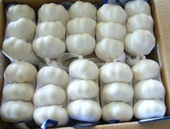 white garlic