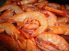 Cooked Head-on Shrimp