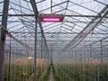200x1w led grow hydroponics lamps 5