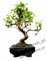 Ficus-bonsai 1