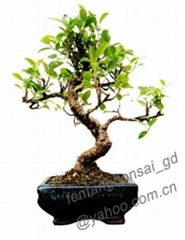 Ficus-bonsai