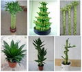 Lucky bamboo 1