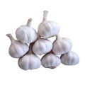 Fresh Normal White Garlic 2
