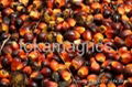 palm kernel 1