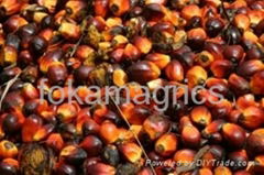 palm kernel