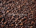 cocoa beans 1