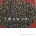 palm kernel seeds 1