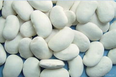 Large White Kidney Bean