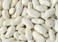 Medium white kidney bean