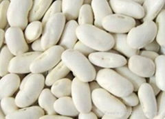 Medium white kidney bean