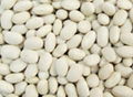 Small White Kidney Bean Japanese Type