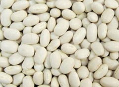 Small White Kidney Bean Japanese Type