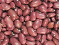 Chinese small red kidney beans