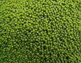 Mung bean (sprouting type)