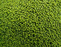 Mung bean (sprouting type)  