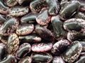 Large Black Speckled Kidney Beans