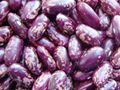 Purple Speckled Kidney Beans 1