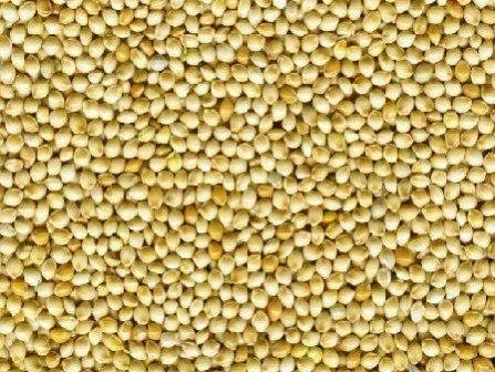 Yellow White Millet for Bird Feed
